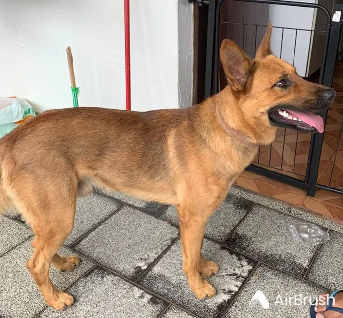 Cachorro ra a SRD-ViraLata idade 2 a 6 meses nome Falar com Sidnei - Whats 19 99901-5383