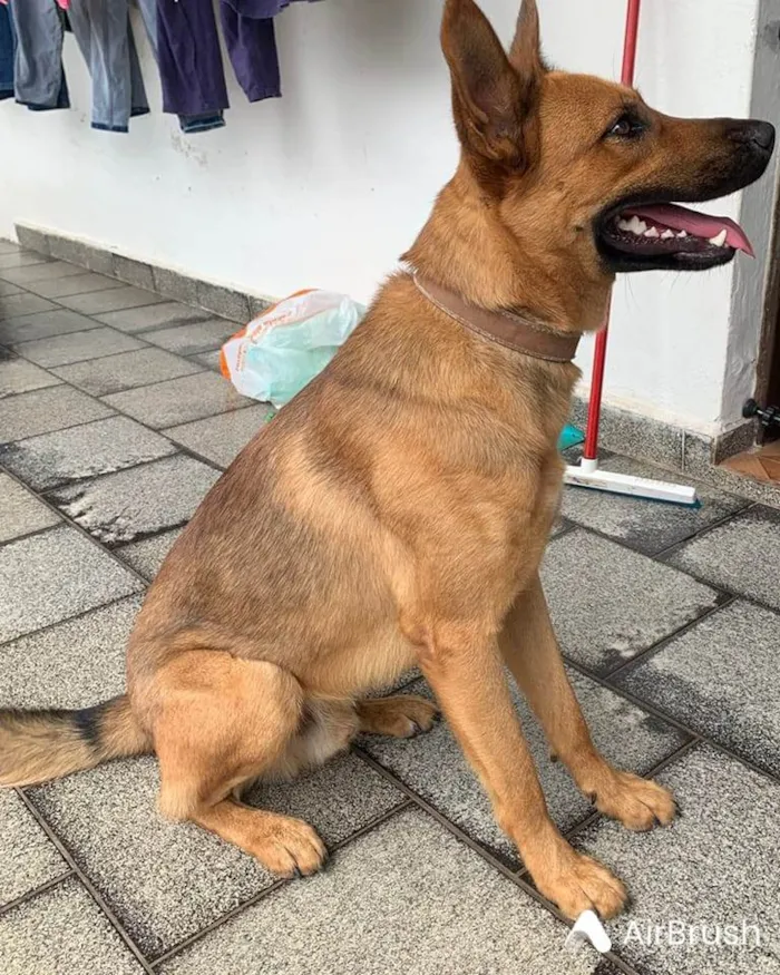 Cachorro ra a SRD-ViraLata idade 2 a 6 meses nome Falar com Sidnei - Whats 19 99901-5383
