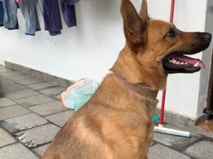 Cachorro raça SRD-ViraLata idade 2 a 6 meses nome Falar com Sidnei - Whats 19 99901-5383