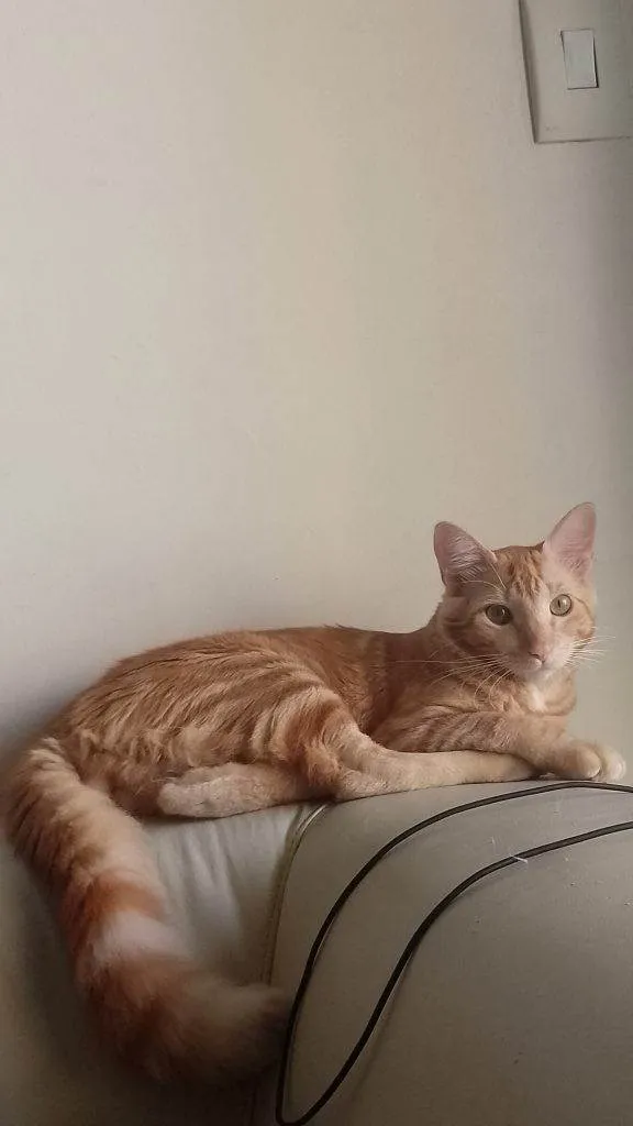 Gato ra a SRD-ViraLata idade 2 a 6 meses nome Falar com Adriana - Whats 11 97977-3819