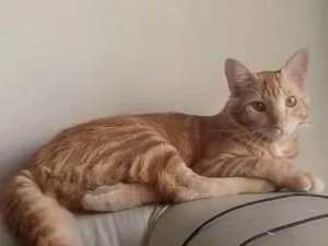 Gato raça SRD-ViraLata idade 2 a 6 meses nome Falar com Adriana - Whats 11 97977-3819