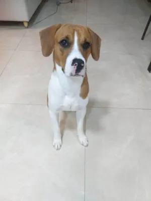 Cachorro raça SRD-ViraLata idade 7 a 11 meses nome Spike