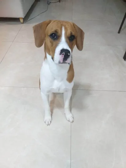 Cachorro raça SRD-ViraLata idade 7 a 11 meses nome Spike