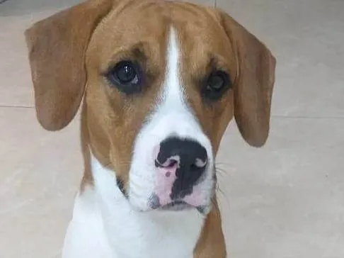 Cachorro ra a SRD-ViraLata idade 7 a 11 meses nome Spike