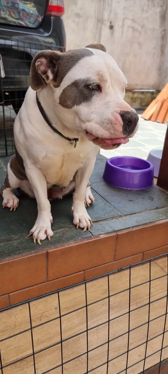 Cachorro ra a Pit-Bull idade 3 anos nome Ramona