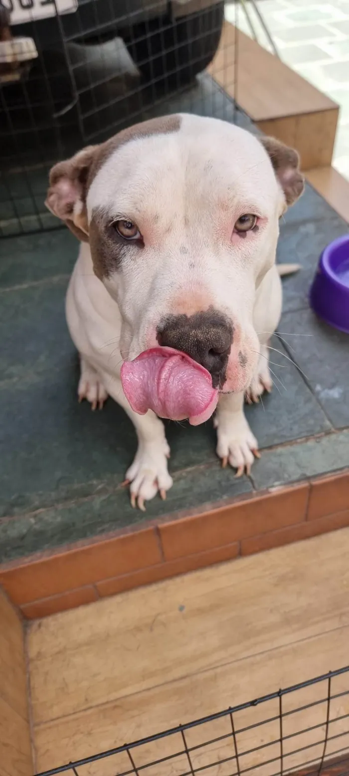 Cachorro ra a Pit-Bull idade 3 anos nome Ramona