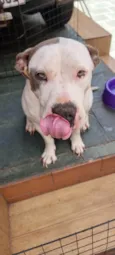 Ramona