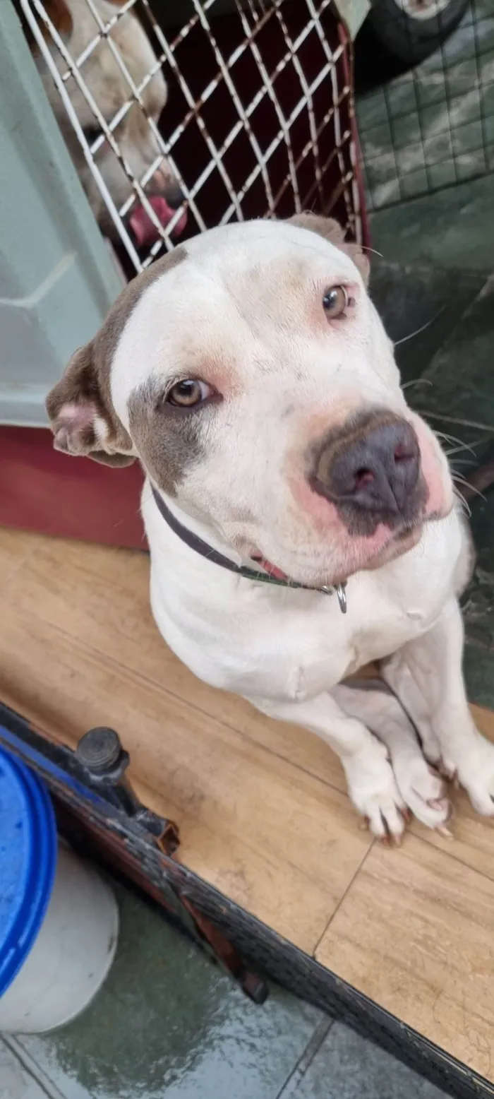 Cachorro ra a Pit-Bull idade 3 anos nome Ramona