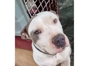 Cachorro raça Pit-Bull idade 3 anos nome Kelly Vieira Dias