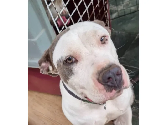 Cachorro ra a Pit-Bull idade 3 anos nome Ramona