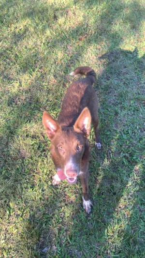 Cachorro raça SRD-ViraLata idade 7 a 11 meses nome Monique 