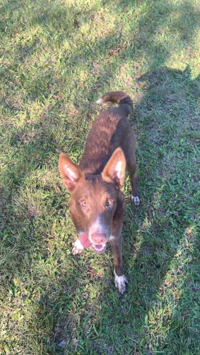 Cachorro raça SRD-ViraLata idade 7 a 11 meses nome Monique 