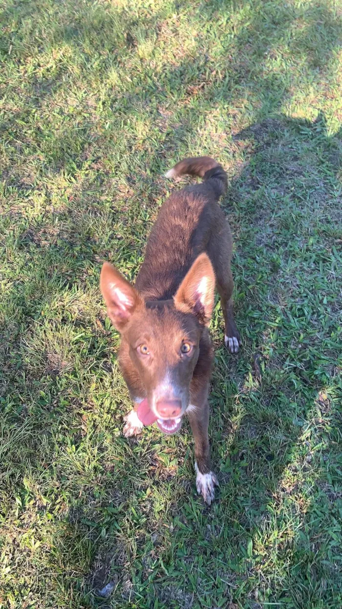 Cachorro ra a SRD-ViraLata idade 7 a 11 meses nome Monique