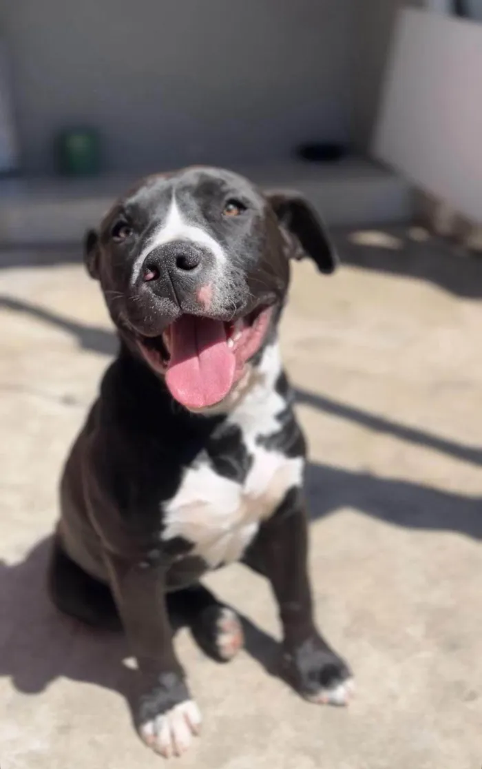 Cachorro ra a Pit-Bull idade 7 a 11 meses nome Thor 