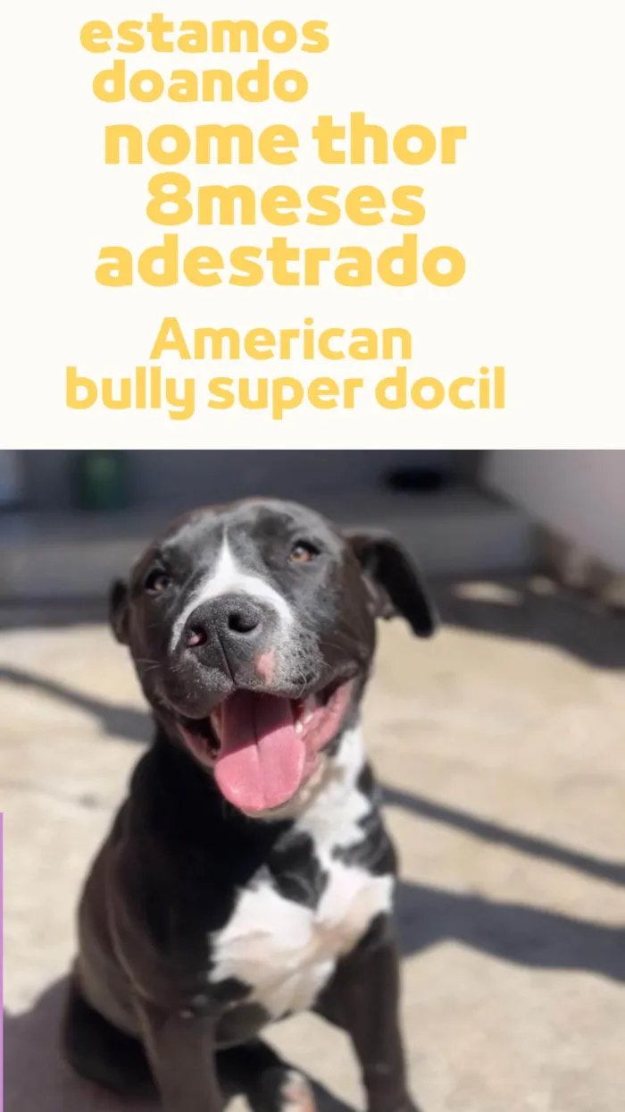 Cachorro ra a Pit-Bull idade 7 a 11 meses nome Thor 