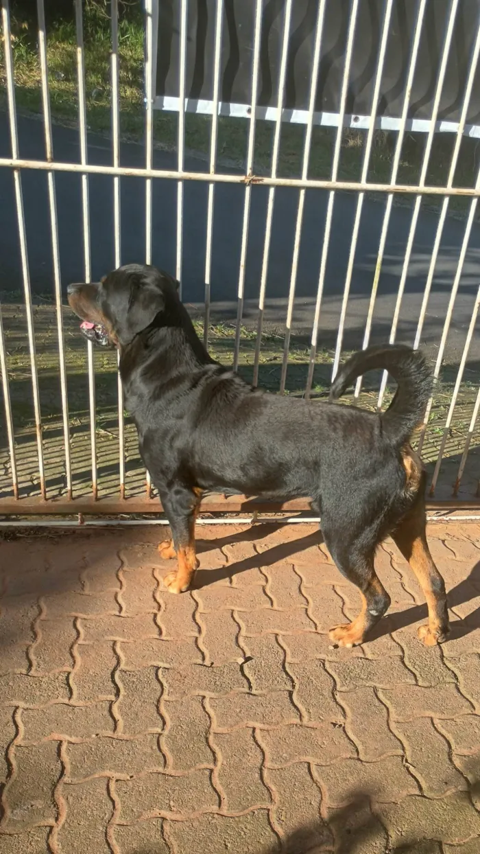 Cachorro ra a Rottweiler idade 4 anos nome Ivan Lacerda