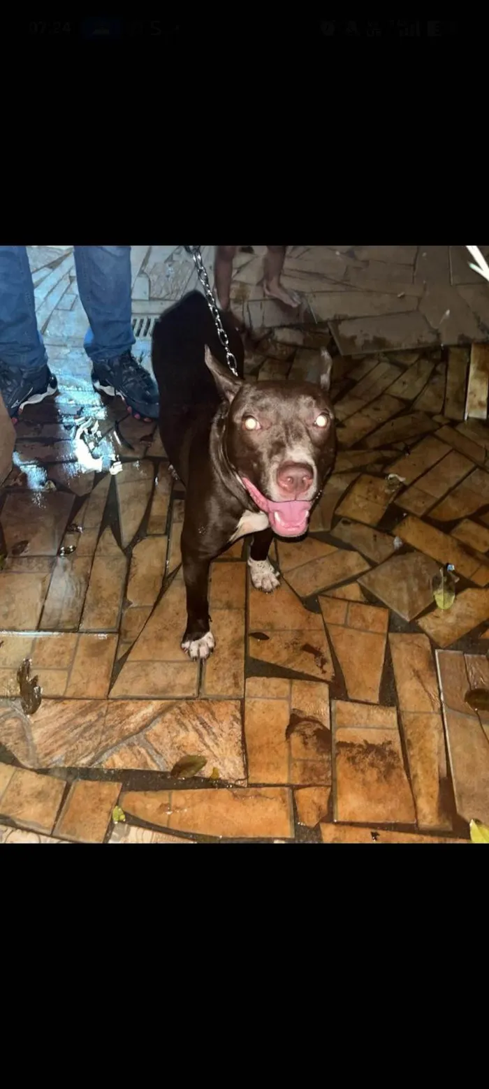 Cachorro ra a Pit-Bull idade 1 ano nome Akis