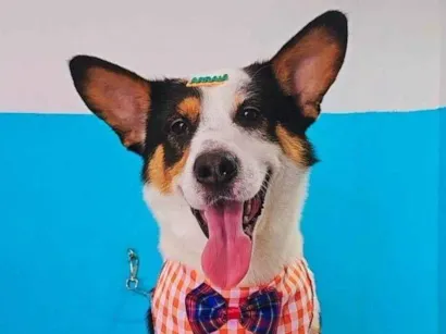 Cachorro raça SRD-ViraLata idade 2 a 6 meses nome Falar com Karine - Whats 11 94706-1268