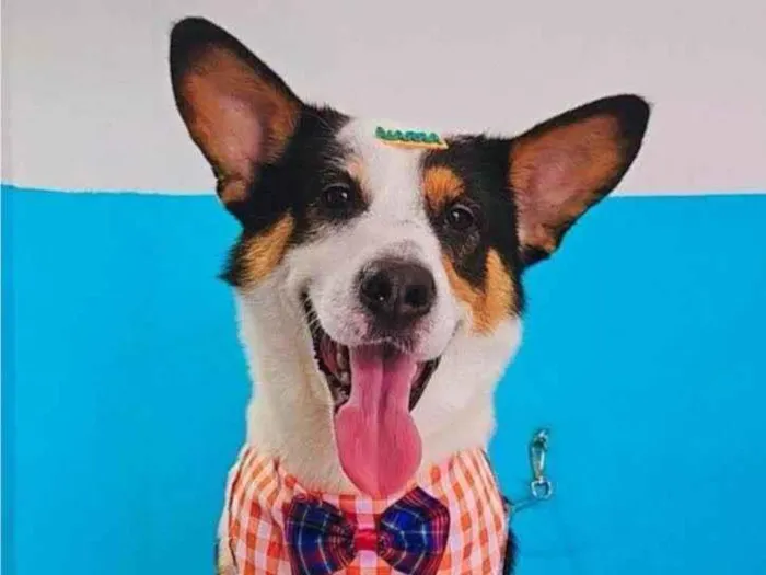 Cachorro ra a SRD-ViraLata idade 2 a 6 meses nome Falar com Karine - Whats 11 94706-1268