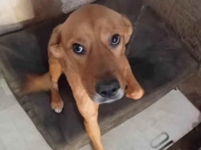 Cachorro raça SRD-ViraLata idade 2 anos nome Thor 
