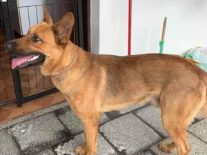 Cachorro raça SRD-ViraLata idade 2 a 6 meses nome Falar com Sidnei - Whats 19 99901-5383
