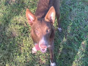 Cachorro raça SRD-ViraLata idade 7 a 11 meses nome Monique 