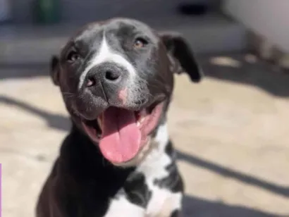 Cachorro raça Pit-Bull idade 7 a 11 meses nome Thor 