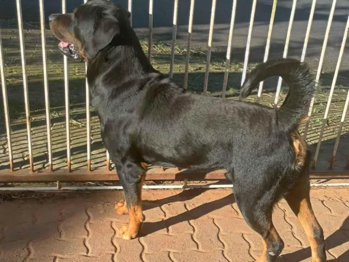 Cachorro ra a Rottweiler idade 4 anos nome Ivan Lacerda