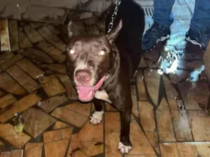 Cachorro raça Pit-Bull idade 1 ano nome Akis