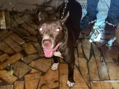 Cachorro raça Pit-Bull idade 1 ano nome Akis
