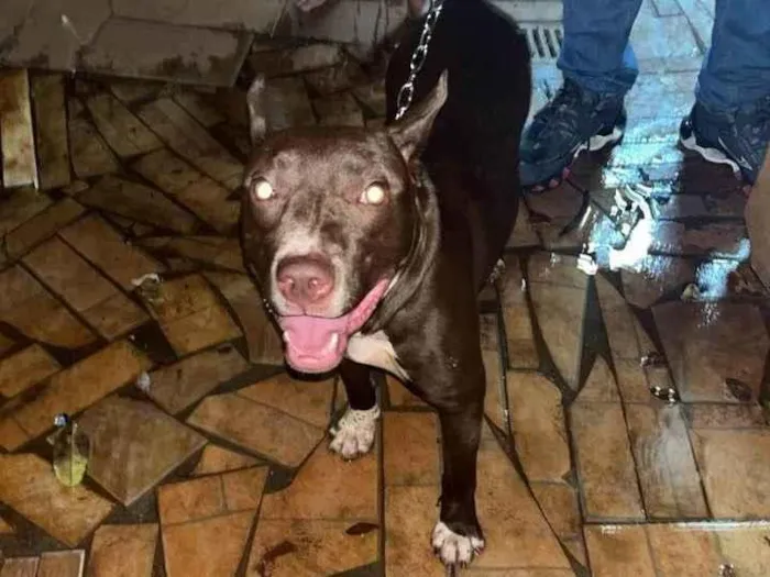 Cachorro ra a Pit-Bull idade 1 ano nome Akis