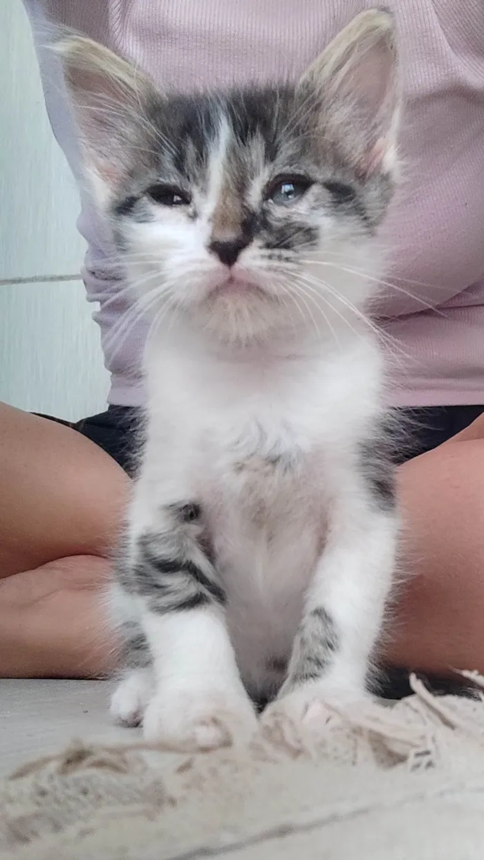 Gato ra a SRD-ViraLata idade Abaixo de 2 meses nome Sem nome