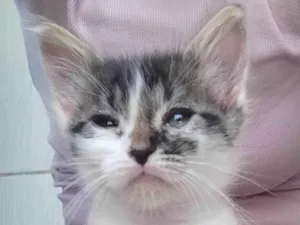 Gato raça SRD-ViraLata idade Abaixo de 2 meses nome Sem nome