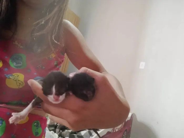 Gato ra a Exótico idade Abaixo de 2 meses nome Princesa e Apollo