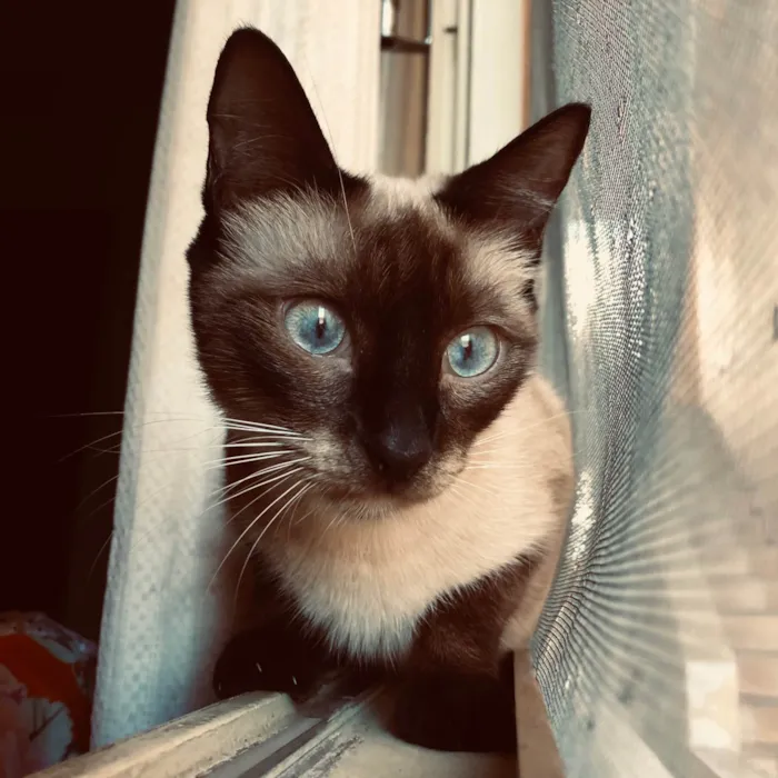 Gato ra a Siamês idade 7 a 11 meses nome Aurora