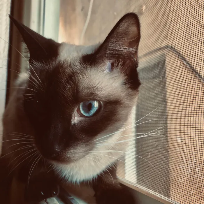 Gato ra a Siamês idade 7 a 11 meses nome Aurora