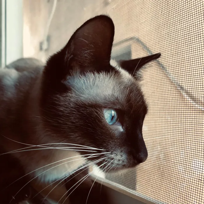 Gato ra a Siamês idade 7 a 11 meses nome Aurora