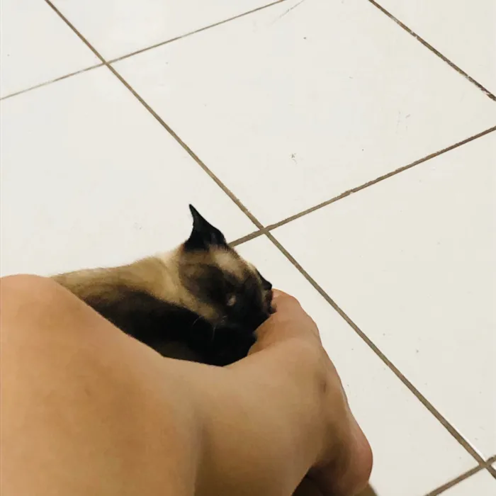 Gato ra a Siamês idade 7 a 11 meses nome Aurora