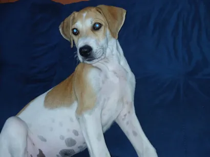 Cachorro raça SRD-ViraLata idade 2 a 6 meses nome Max