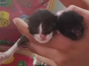 Gato raça Exótico idade Abaixo de 2 meses nome Princesa e Apollo