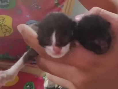 Gato raça Exótico idade Abaixo de 2 meses nome Princesa e Apollo