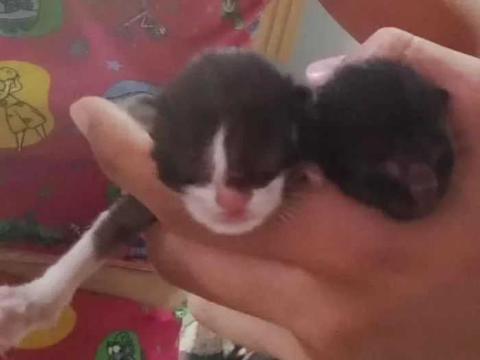 Gato ra a Exótico idade Abaixo de 2 meses nome Princesa e Apollo