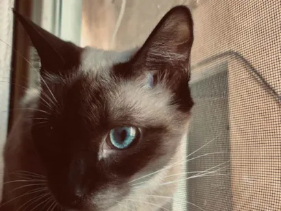 Gato raça Siamês idade 7 a 11 meses nome Aurora