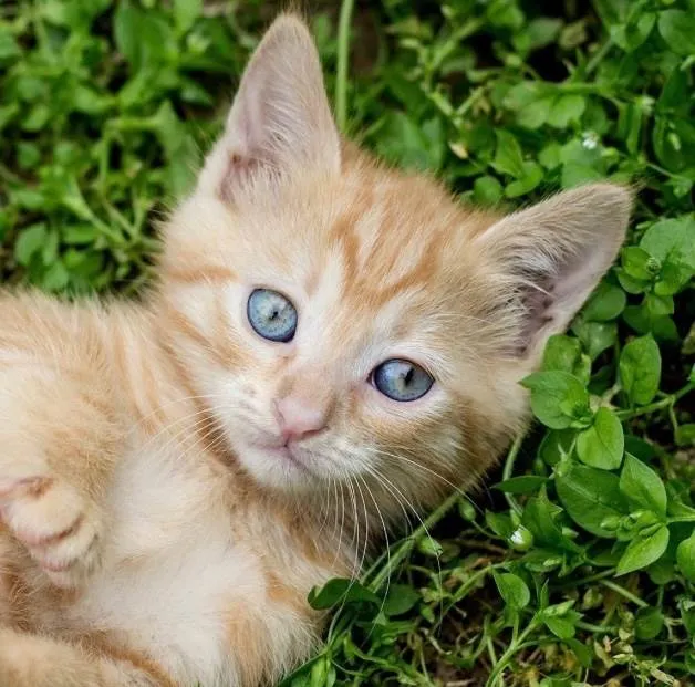 Gato ra a SRD-ViraLata idade 2 a 6 meses nome Léo 