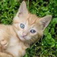 Léo