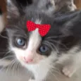 Bia