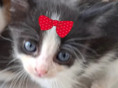 Gato raça SRD-ViraLata idade 2 a 6 meses nome Bia 