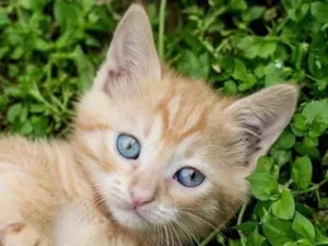 Gato raça SRD-ViraLata idade 2 a 6 meses nome Léo 