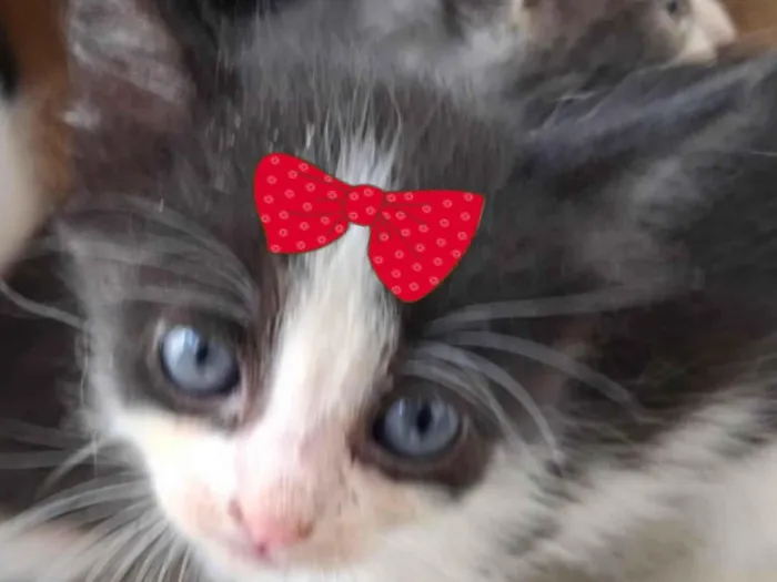 Gato ra a SRD-ViraLata idade 2 a 6 meses nome Bia 