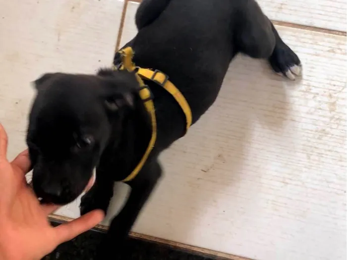 Cachorro ra a SRD-ViraLata idade 2 a 6 meses nome Puma